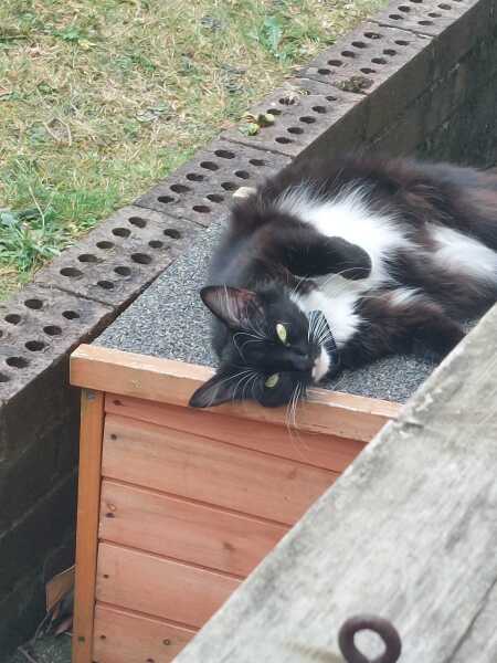 Post your supermodel cats