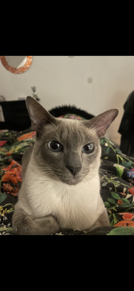 Post your supermodel cats