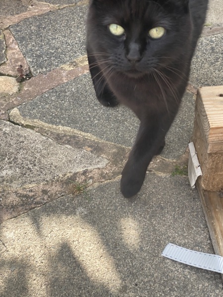 Ex has left his cat behind