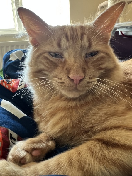 7 months old kitten has Haws syndrome
