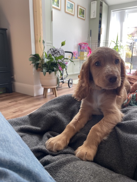 Dog name suggestions welcome…