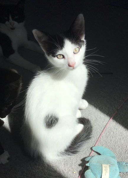 Post your supermodel cats