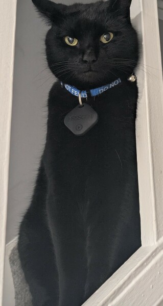 Cat been spooked/hurt by something-how to rebuild trust.