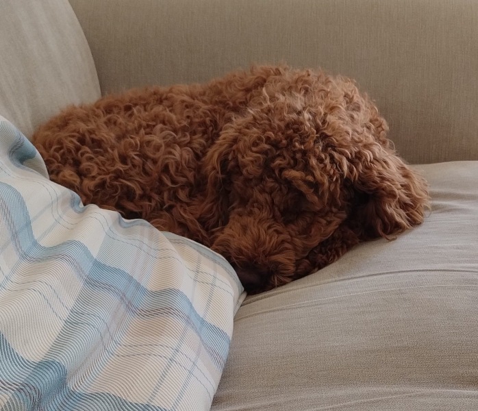 Puppy survival thread! All welcome!