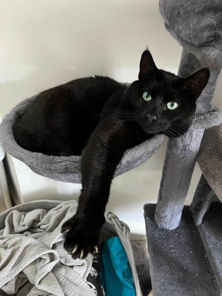 Post your supermodel cats