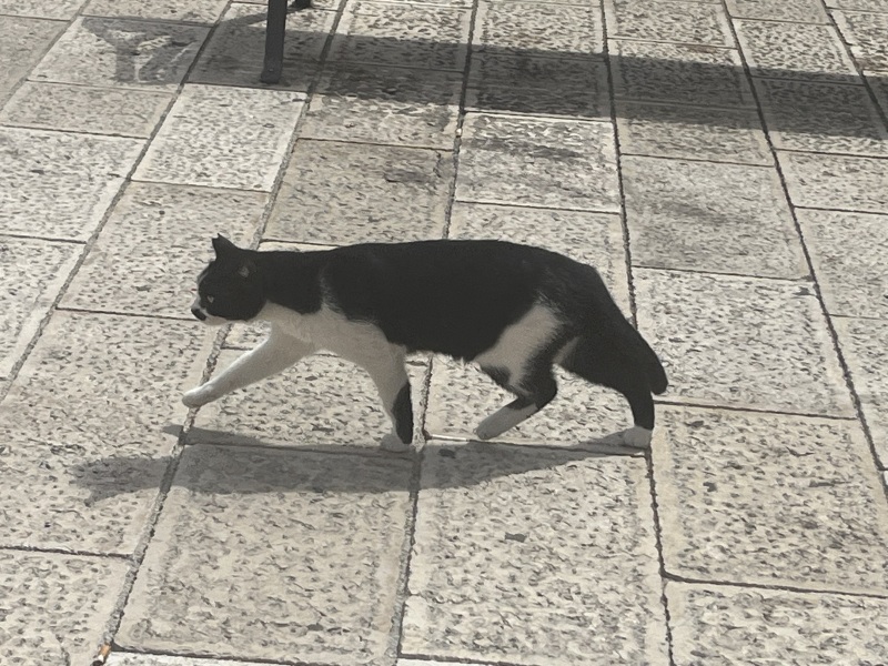 Chicken, Dreamies and Lickelix - the Excellent Cats form a disorderly queue
