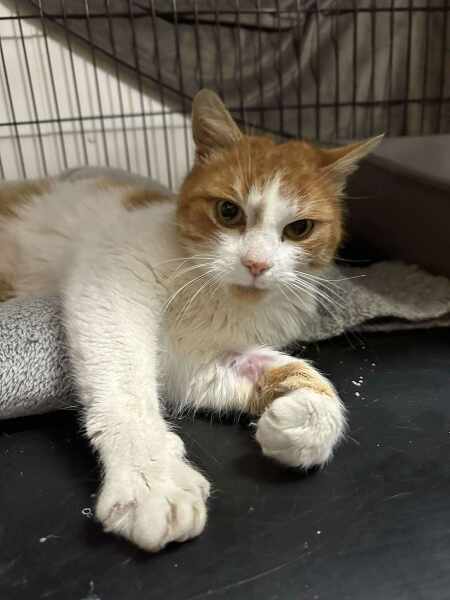 Chicken, Dreamies and Lickelix - the Excellent Cats form a disorderly queue