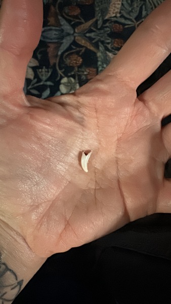 Puppy survival thread! All welcome!