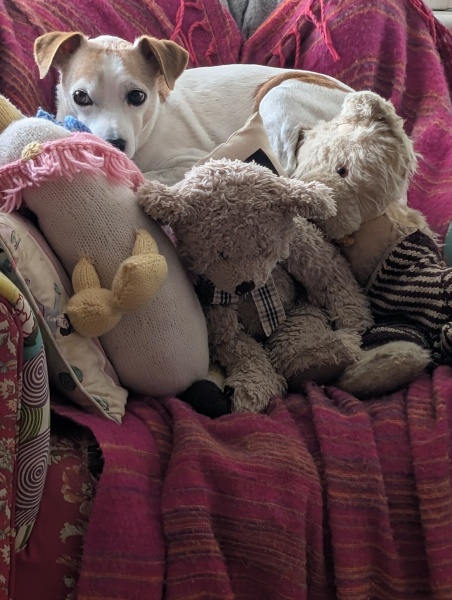 First time family dog, what breed might we be missing?