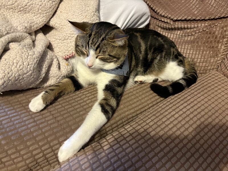 Anyone tried one of these calming collars?