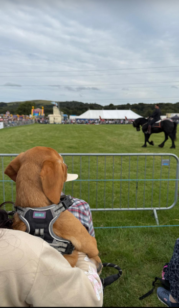 Puppy survival thread! All welcome!