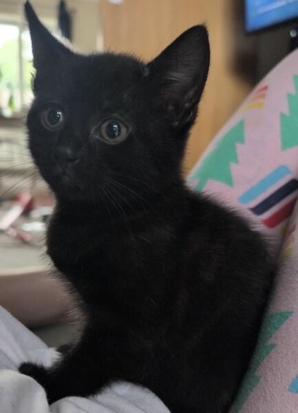 New kitten in a bunk bed?!