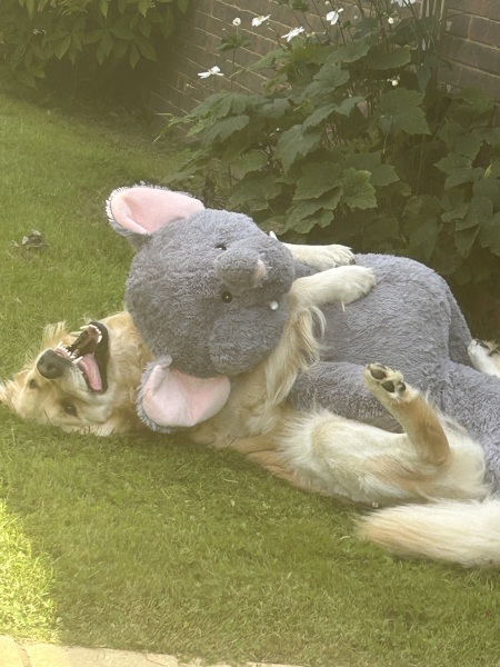 Dogs don’t need