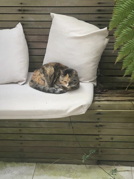Post your supermodel cats