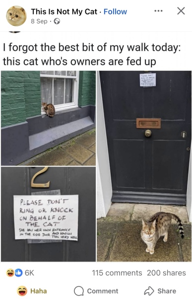 Chicken, Dreamies and Lickelix - the Excellent Cats form a disorderly queue