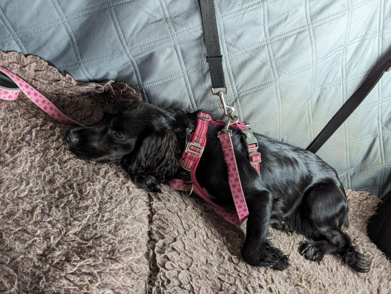 Puppy survival thread! All welcome!