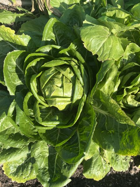 Is my chicory ready?