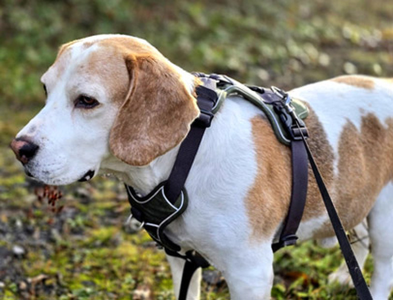 Adopting a dog - need advice