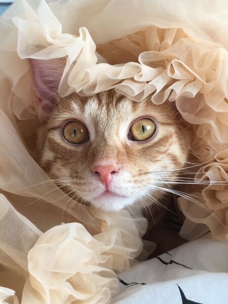 Post your supermodel cats