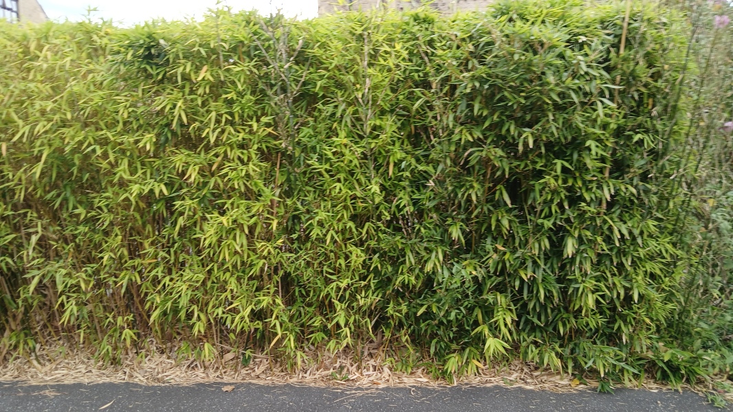 Is this Bamboo harmful or harmless clumping bamboo?