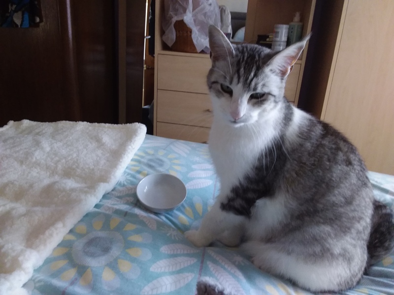 Scottish Tourism - the Excellent Cats debate Gizmo's suitability as a top influencer