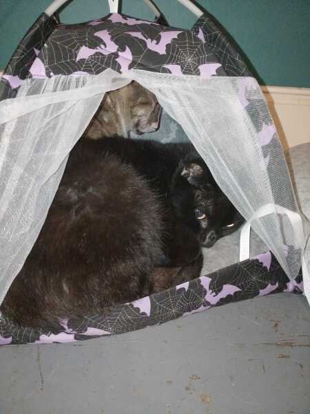 Chicken, Dreamies and Lickelix - the Excellent Cats form a disorderly queue