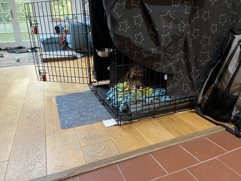 Our Cosmic Autumn Rebellion (Adolescent Support Group)