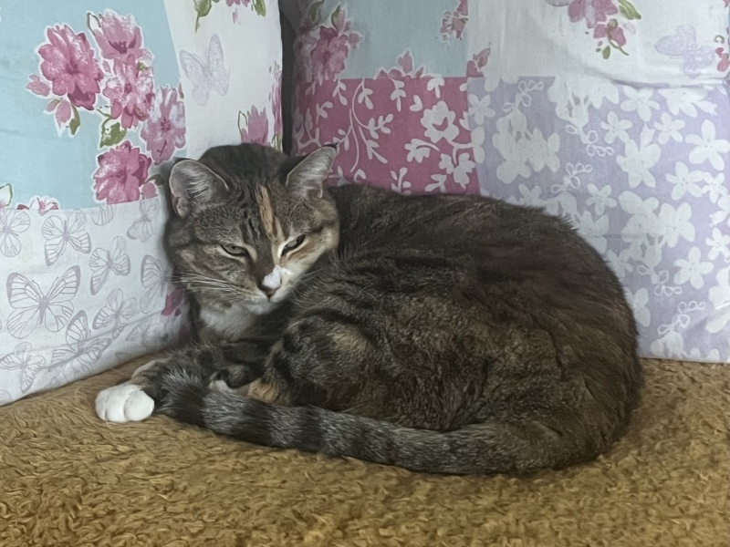 Scottish Tourism - the Excellent Cats debate Gizmo's suitability as a top influencer