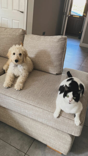 Is it awful to be considering a doodle..? First time dog owner
