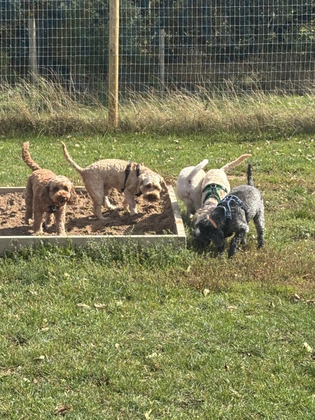 Is it awful to be considering a doodle..? First time dog owner