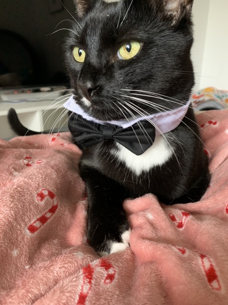 Post your supermodel cats