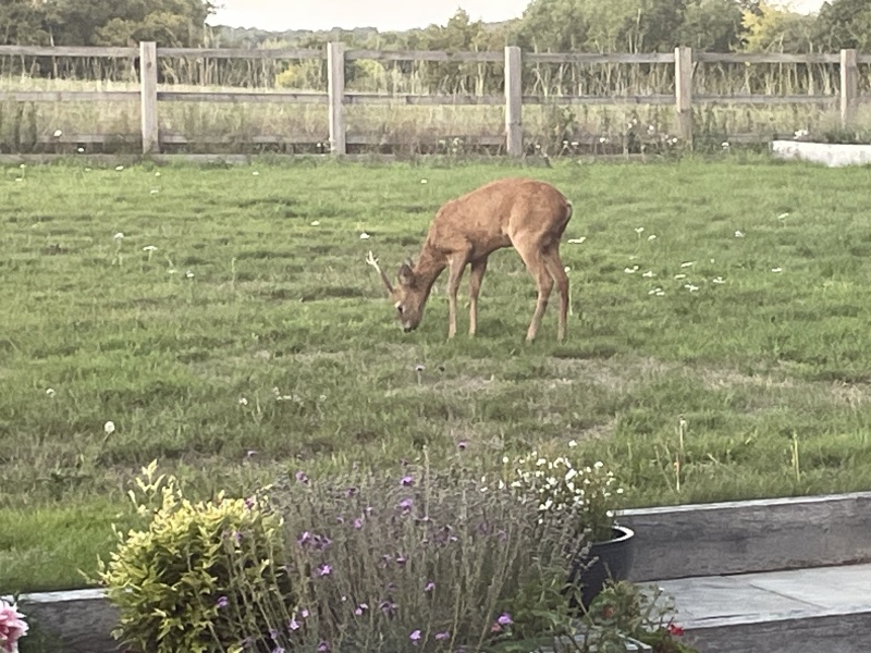 The potting shed: sheltering from the rain and musing about the garden