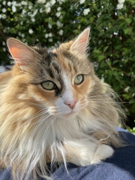 Post your supermodel cats