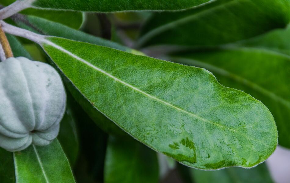 What plant is this?