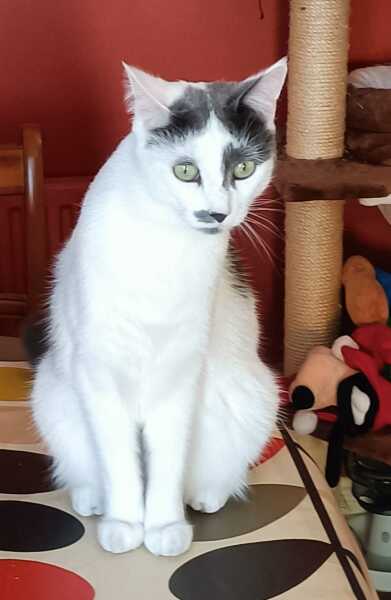 Post your supermodel cats
