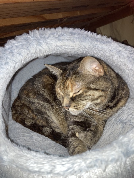 Chicken, Dreamies and Lickelix - the Excellent Cats form a disorderly queue