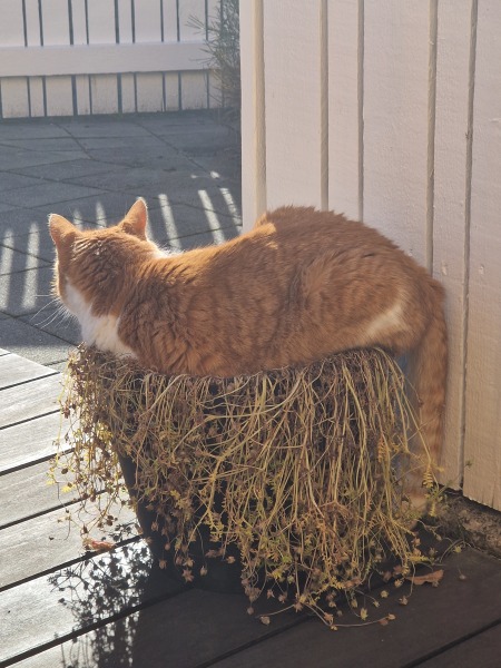 Chicken, Dreamies and Lickelix - the Excellent Cats form a disorderly queue