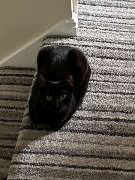 Cats with thumbs!