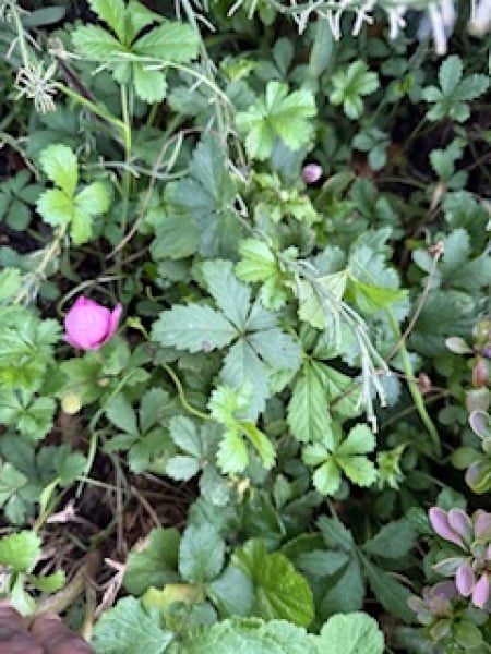 My anemone