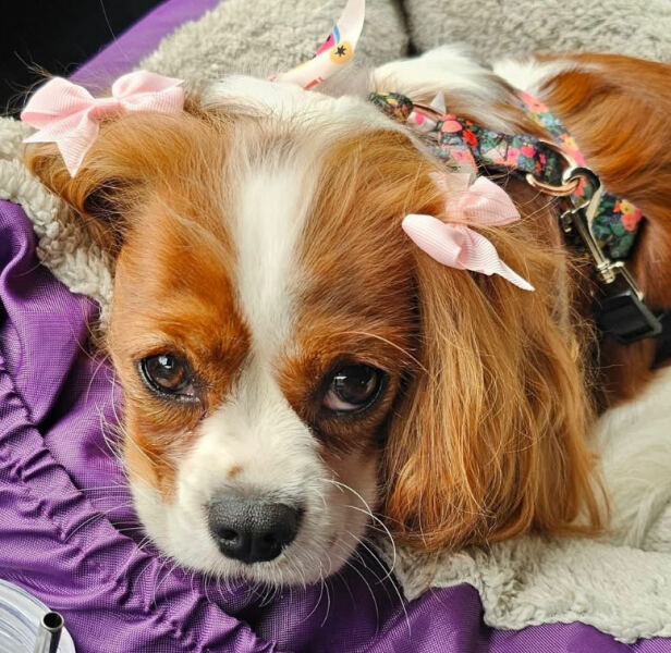 Cavapoo, cockerpoo or cocker spaniel?