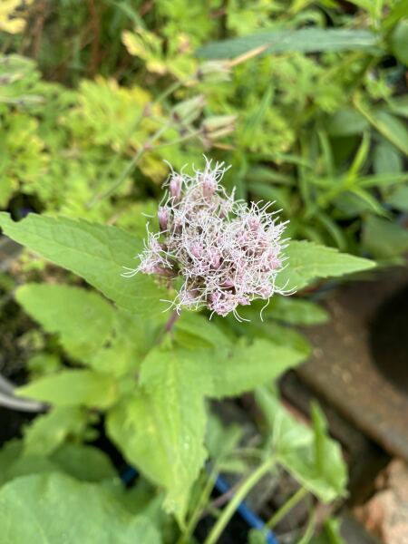 Plant ID please