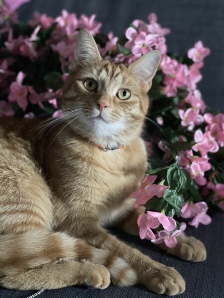 Post your supermodel cats