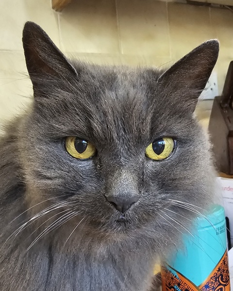 Chicken, Dreamies and Lickelix - the Excellent Cats form a disorderly queue