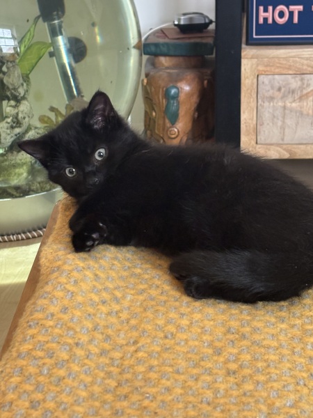 Ex has left his cat behind