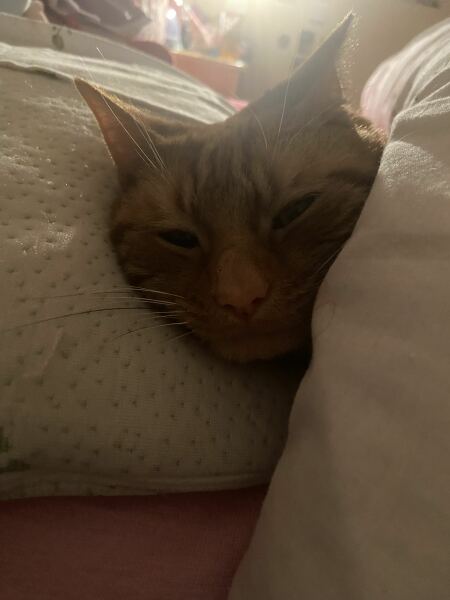 Scottish Tourism - the Excellent Cats debate Gizmo's suitability as a top influencer