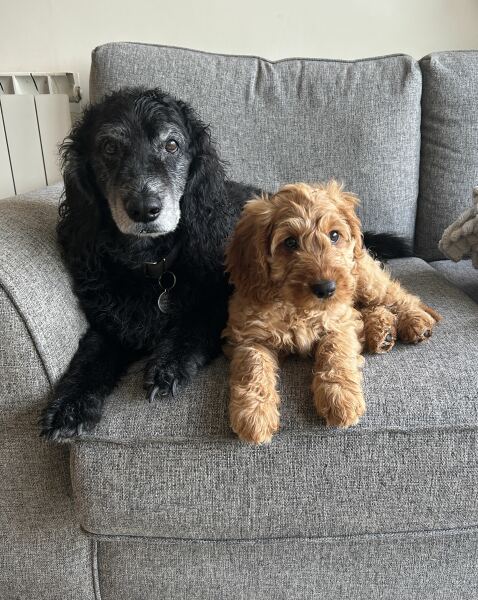 Puppy survival thread! All welcome!