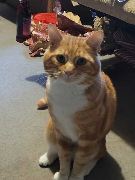 Post your supermodel cats