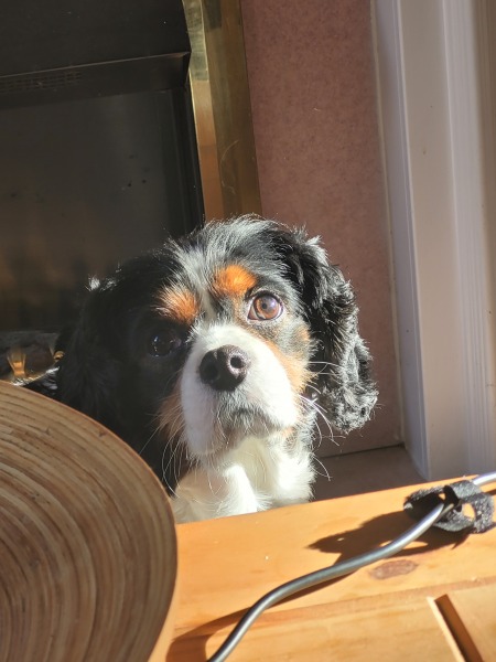 Cavapoo, cockerpoo or cocker spaniel?