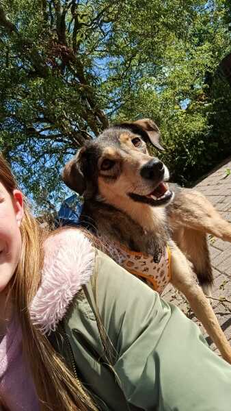 Rescue Dog - Help please
