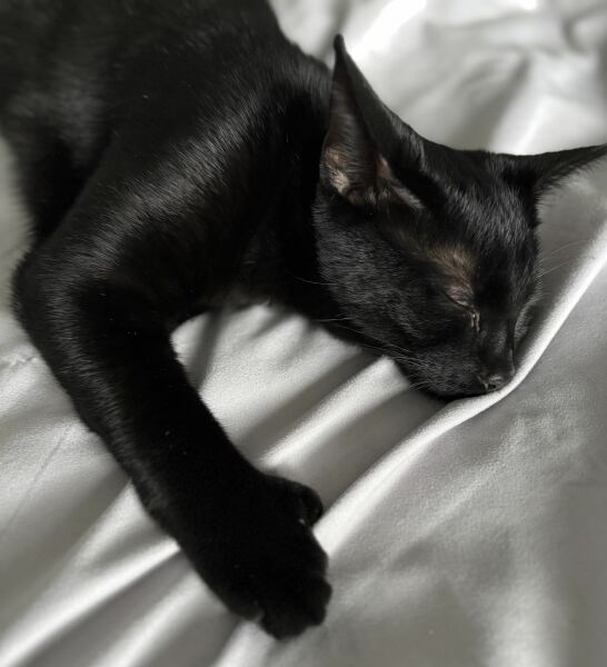 Cats with thumbs!